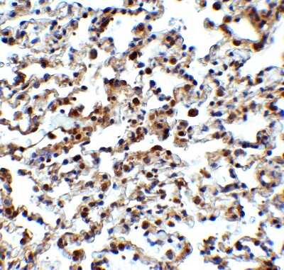 Immunohistochemistry-Paraffin: NCOA4 Antibody - BSA Free [NBP3-18136]